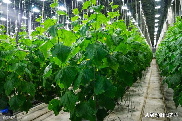 鈥滅⒊鑲モ€濆埌搴曟槸浠€涔堣偉锛屽浣滅墿鏈変粈涔堜綔鐢紝濡備綍浣跨敤