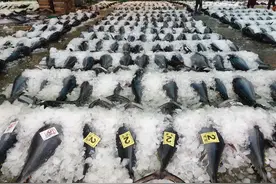 人类是如何把海洋逼上绝路的？图片