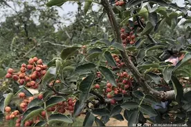 夏县：万亩花椒香飘四野图片