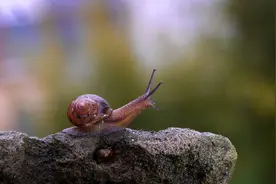 惊蛰，勿做“梦虫儿”图片