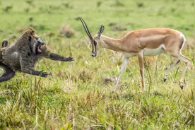 无私的母爱！盘点勇敢的动物妈妈，哪怕弱小也拼尽全力保护孩子图片