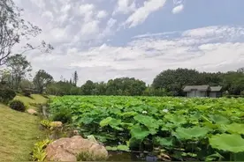 新网红打卡地！福州“荷塘月色”3.0版，美翻了图片