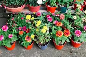 在家养花种菜，没有好的肥料不行，介绍几种天然肥料，无毒又环保图片