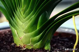 轻松解决君子兰烂根的问题，让你养它不再烦恼图片