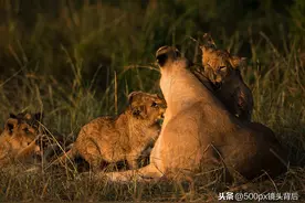 500px摄影师·Simon雷雨：好器材+好耐心+好技巧=野生动物大片图片