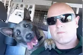 这警犬简直表情包！网友：它下班后跟我家傻狗差不多图片