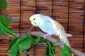 0715期大头虎皮鹦鹉1920P高清萌宠壁纸海报欣赏图片