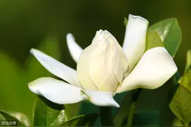 现在养栀子花，喂上1种肥，花苞“咕噜咕噜”冒图片