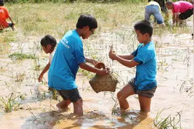 农村“稻花鱼”曾畅销市场，为何如今却突然消失？原因有这些图片