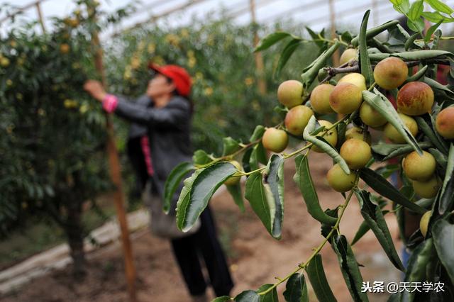冬枣裂果，不止缺钙那么简单！土水肥管理、修剪、药剂防治不能少