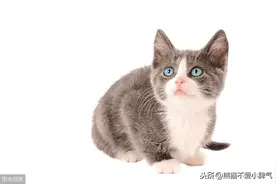 为什么不能给猫戴铃铛？图片