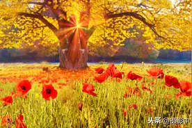 拍秋景，要避开的3个拍摄忌讳，摄影新手要守规矩图片