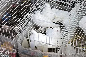 「分享」确诊一例鸽沙门氏菌病的备忘记录图片