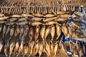 休渔期结束，这5种海鲜便宜，晒干储存放一年不坏，炖汤炒菜特香图片