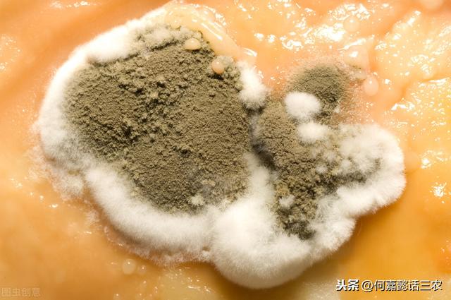 蛋鸡营养需要与饲料配方技巧