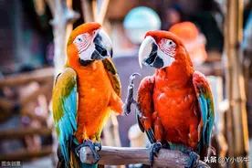 多彩鹦鹉/美图图片