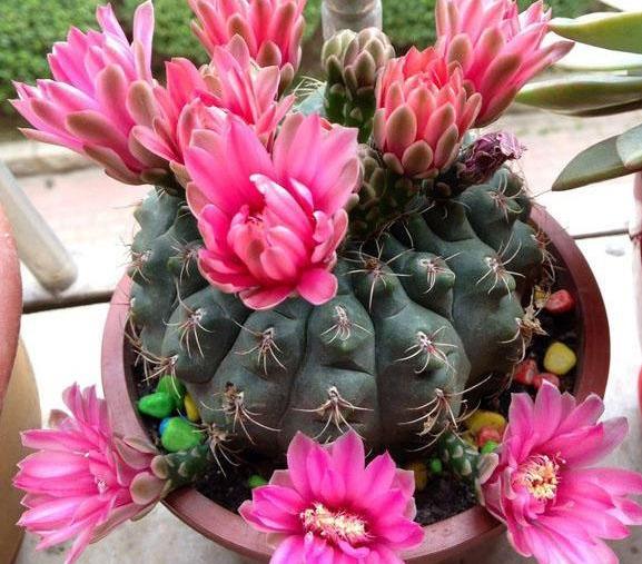 仙人球竟然是"开花机器"?你的不开花?养错了吧