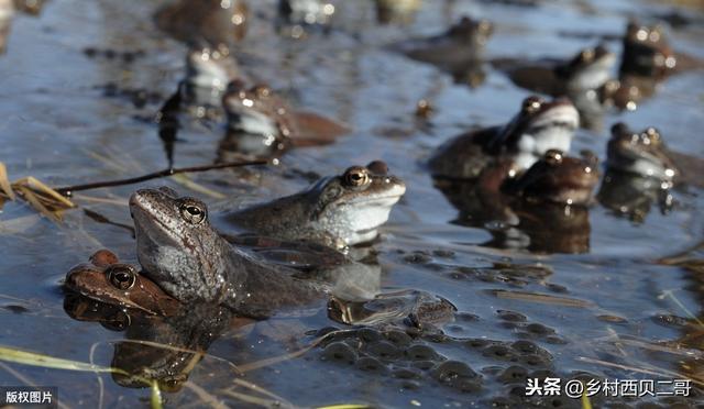 牛蛙的人工高效养殖技术