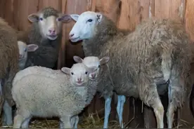 母羊奶水不足，应该怎么办？图片