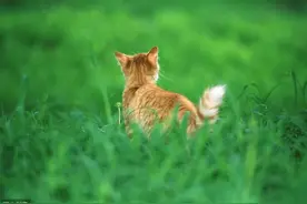 家猫总是恐惧出门，你知道猫在恐惧什么吗？如何帮猫减轻外出压力图片