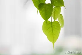 散文：菩提树下，雨纷纷图片