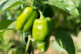 彩色甜椒无公害栽培技术，加强田间管理，提高种植户增产增收图片