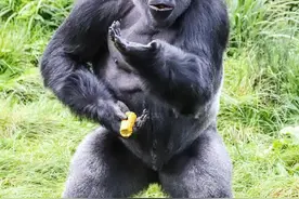 围观小动物花式自嗨，尬舞耍杂技，自娱自乐的功力一等一图片