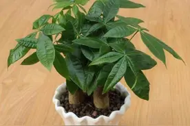 发财树枝叶潇洒婆娑，极具自然美，学会家庭养护，四季常青图片