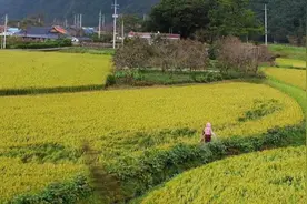 韩国农业：耕地弃耕严重，仅大米可以自给图片