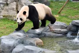 湖南湘西：凤凰中华大熊猫苑开园，熊猫憨态可掬游客直呼“可爱”图片