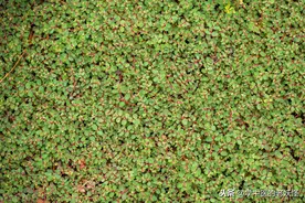 通流血脉的中药——地锦草图片