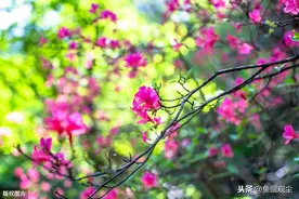 湖北英山天马寨高山杜鹃渐次开放，宛如“五彩丝带”，蔚为壮观图片