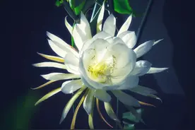昙花一现抵为缘，魂梦相依情难宣图片