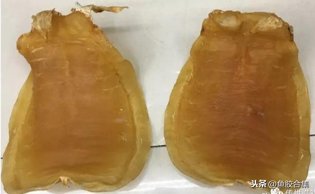 蜘蛛肚花胶价格 2026年蜘蛛片花胶