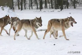 故事：母子深山遇狼，狼群逼近，老母怒道：莫非敢吃好人？图片