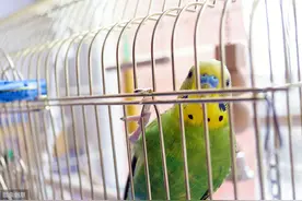 万柳塘、劳动公园非法鸟市已取缔！沈阳禁止一切鸟类交易图片