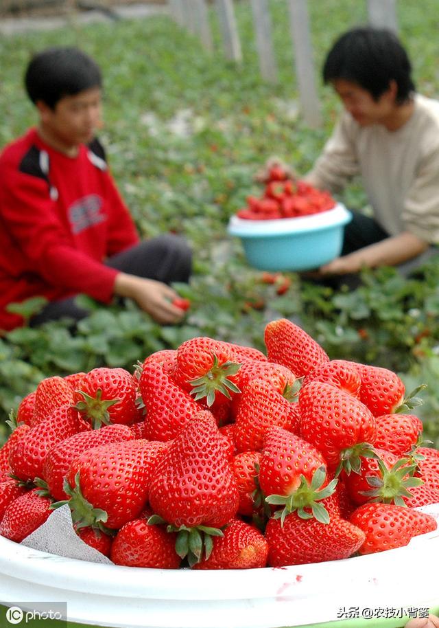 瀛︿細鐢ㄥソ杩欏嚑鎷涳紝鑽夎帗鑺辫娊鏃╁垎鍖栥€佹灉瀹炴棭鎴愮啛锛屾姠鍏堜笂甯傚崠楂樹环