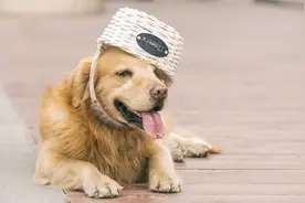 这6种大狗不在"禁养名单"里，可以放心养图片