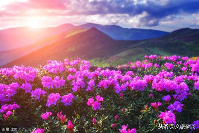 「杜鹃花里杜鹃啼」十二首杜鹃花诗词，赏“花中西施”之美