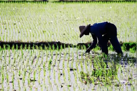 “70后不愿种地，80后不会种地，90后不谈种地”，未来土地谁来种图片