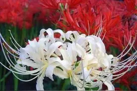 野外看到一丛丛的“幽灵花”，知道后面的故事，感到后背发凉图片