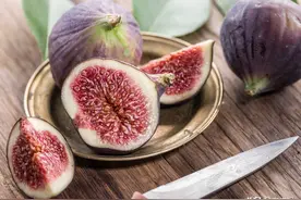 无花果扦插的成活率要怎么提高？发生炭疽病要如何防治？图片