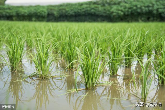 这种肥是水稻高产必备，每亩撒1公斤，抗病虫、抗倒伏，增产21%