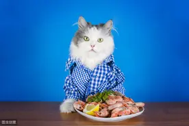 自制猫饭的十大注意事项！铲屎官你知道吗？图片