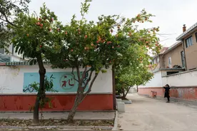 房前房后有空地，就种“3大果树”，越大越爱结“果子”图片