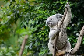 探访广州长隆野生动物世界，种群庞大，种类繁多，适合亲子游图片