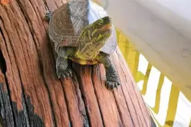 养龟人的三大境界，你到了哪一层修为了？图片