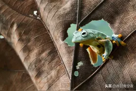 疫情期间没事干，小手工动起来（二）会跳的小青蛙图片
