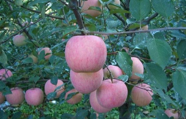 开春果园施肥，为什么必须补氮肥，而尿素却千万不能撒？