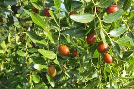 枣树密植早实丰产栽培技术，科学栽植方法，提高农民丰收图片